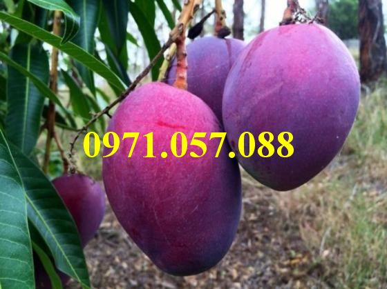 Cây giống xoài tím